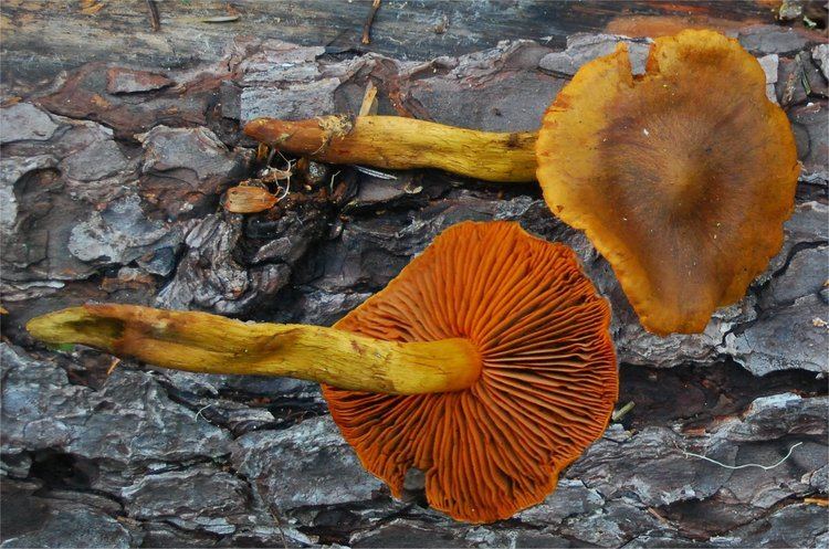 Cortinarius cinnamomeus Cortinarius cinnamomeus