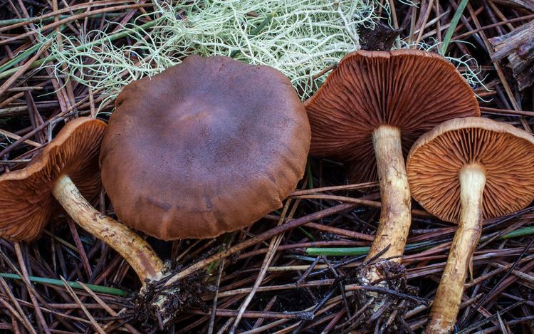 Cortinarius cinnamomeus California Fungi Cortinarius cinnamomeus