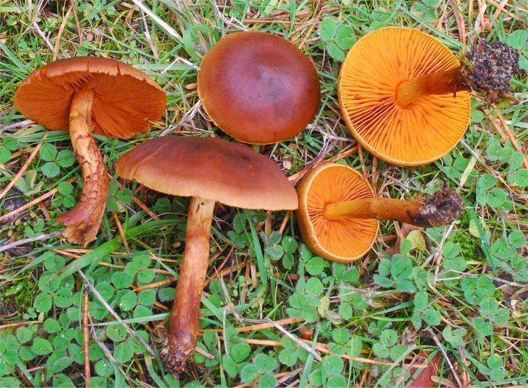 Cortinarius cinnamomeus Cortinarius cinnamomeus