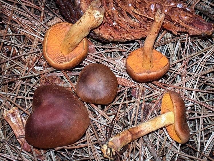 Cortinarius cinnamomeus California Fungi Cortinarius cinnamomeus