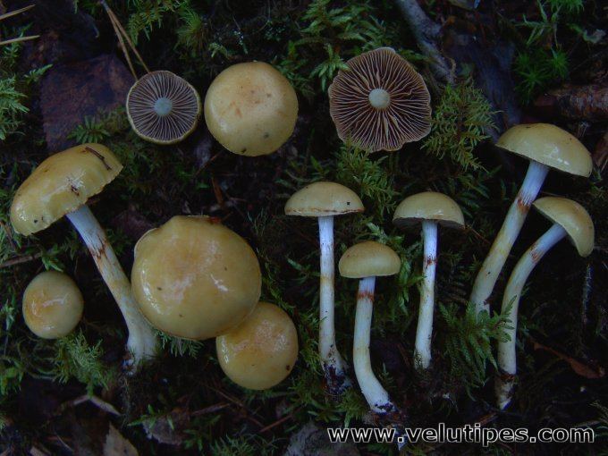 Cortinarius delibutus Cortinarius delibutus keltalimaseitikki Natural Fungi in Finland