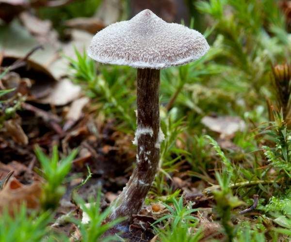 Cortinarius flexipes Cortinarius flexipes Pelargonium Webcap mushroom