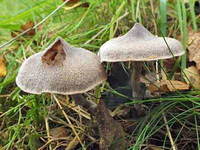 Cortinarius hemitrichus Cortinarius hemitrichus Frosty Webcap mushroom