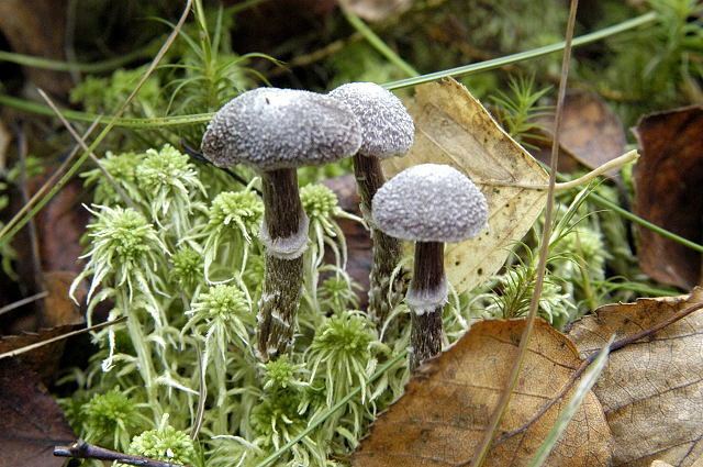 Cortinarius hemitrichus Cortinarius hemitrichus Wikipedia