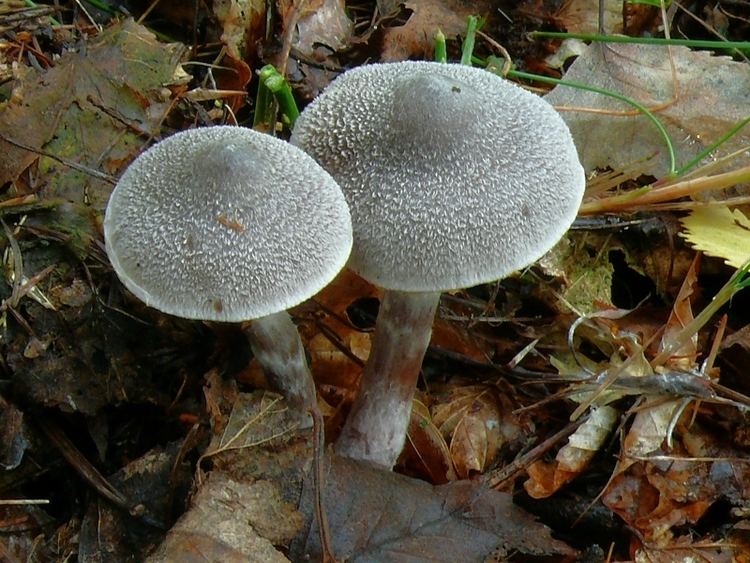 Cortinarius hemitrichus Image Cortinarius hemitrichus BioLibcz