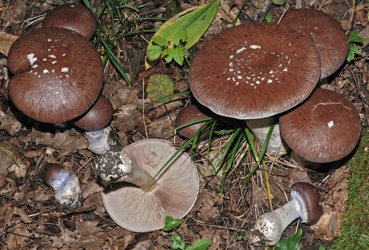 Cortinarius praestans Fungus Gallery Phlegmacium D80A6621