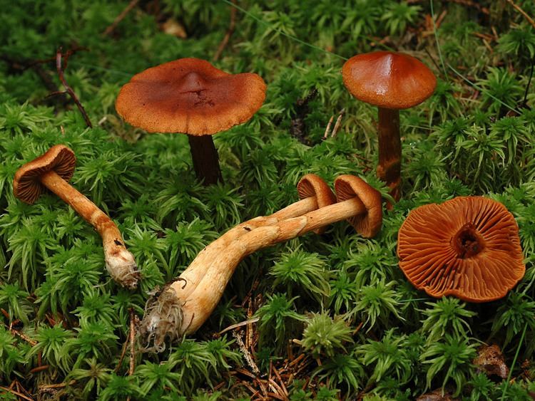 Cortinarius rubellus Fungus Gallery Leprocybe NIKA5283
