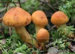 Cortinarius rubellus Cortinarius rubellus Deadly Webcap mushroom