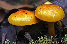 Cortinarius sinapicolor httpsuploadwikimediaorgwikipediacommonsthu