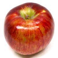 Cortland (apple) Cortland apple New England Apples