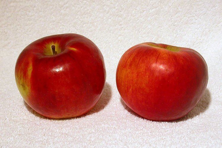 Cortland (apple) Cortland apple Wikipedia