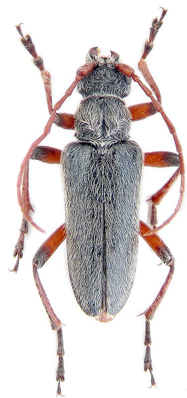 Cortodera Cortodera holosericea Fabricius 1801 Cerambycidae