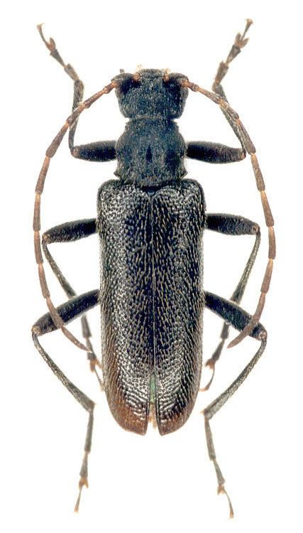 Cortodera Rhagiini Cortodera ussuriensis Tsherep 1978