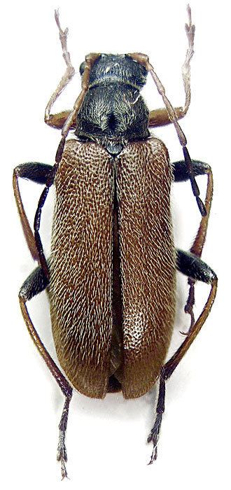 Cortodera Tribe Rhagiini Kirby 1837 Cerambycidae