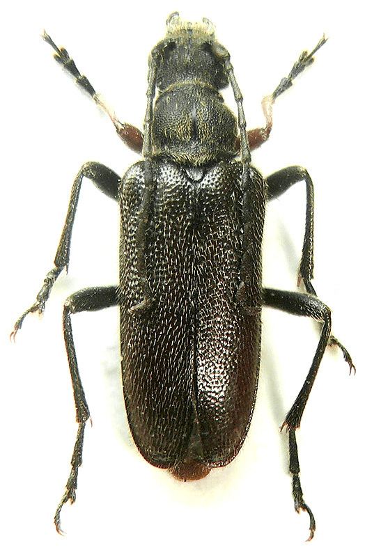 Cortodera Genus Cortodera Mulsant 1863 Cerambycidae