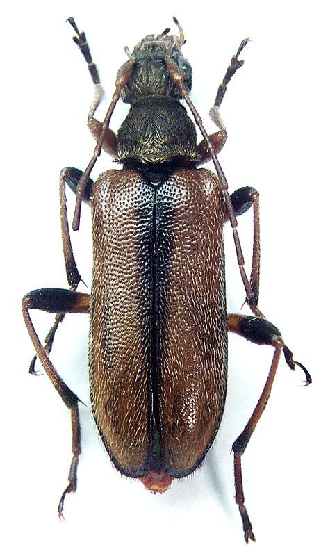 Cortodera Cortodera pumila Ganglbauer 1881 Cerambycidae