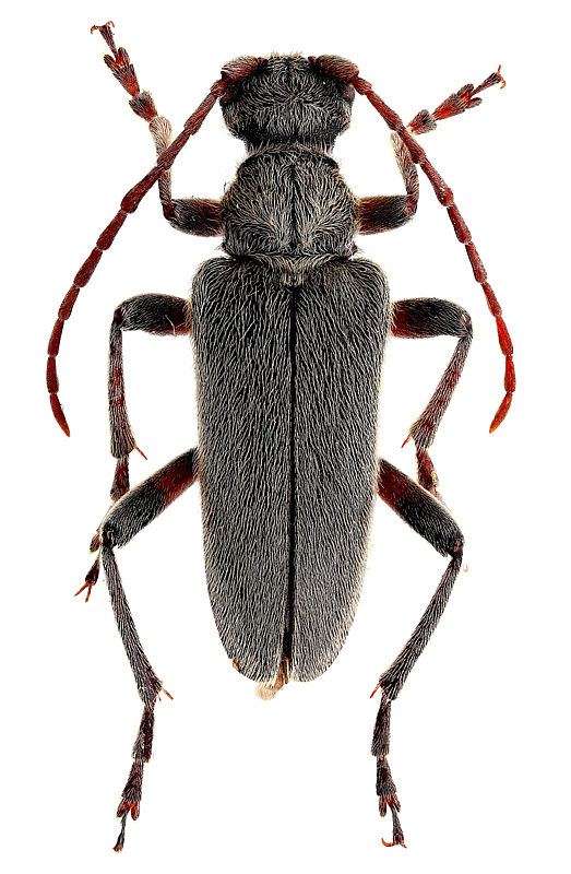 Cortodera Cortodera holosericea Fabricius 1801 Cerambycidae