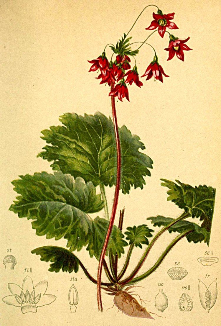 Cortusa matthioli FileCortusa matthioli Atlas Alpenflorajpg Wikimedia Commons