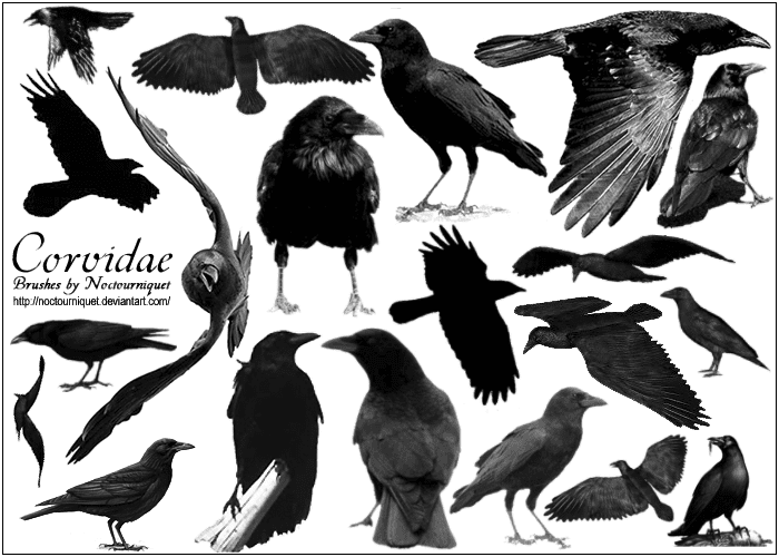 Corvidae 1000 images about Corvidae For You Corvidae For Me on Pinterest