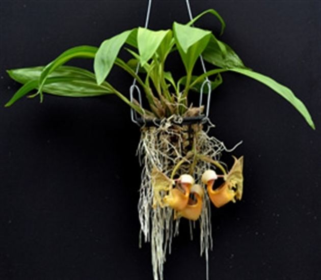 Coryanthes Coryanthes fieldingii presented by Orchids Limited