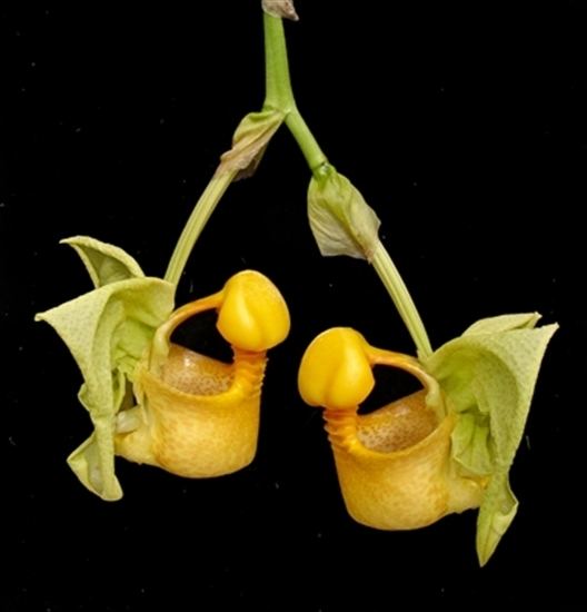 Coryanthes Coryanthes macrantha aurea x sib presented by Orchids Limited
