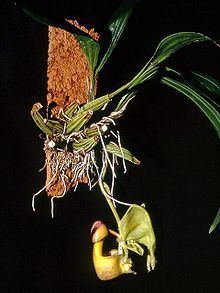 Coryanthes httpsuploadwikimediaorgwikipediacommonsthu
