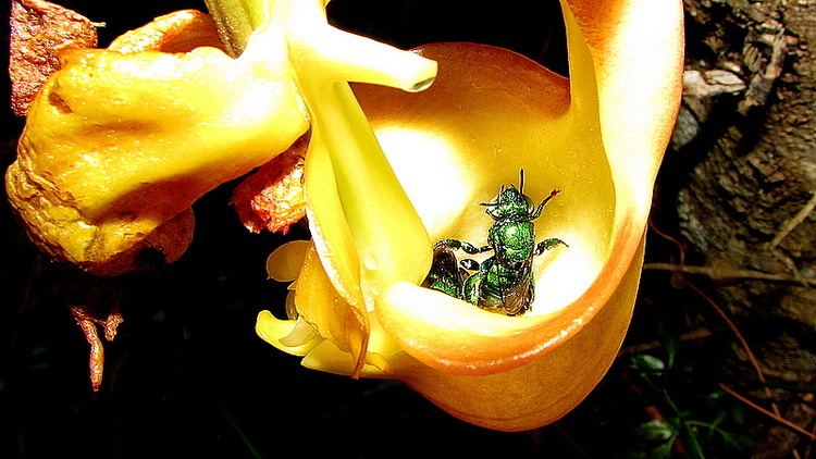 Coryanthes speciosa FileEuglossine bees visiting Coryanthes speciosa Hook Flickr