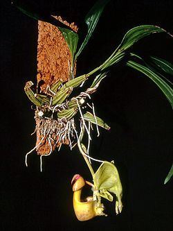 Coryanthes verrucolineata httpsuploadwikimediaorgwikipediacommonsthu