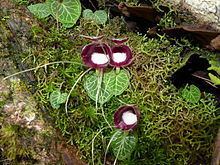 Corybas (plant) httpsuploadwikimediaorgwikipediacommonsthu