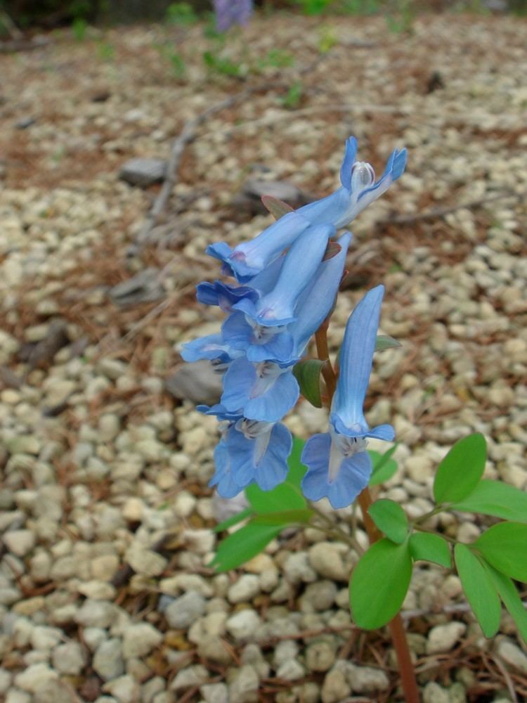 Corydalis ambigua Corydalis ambigua Chamisso amp Schlechtendal