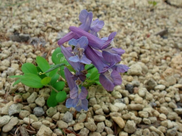 Corydalis ambigua Corydalis ambigua Chamisso amp Schlechtendal