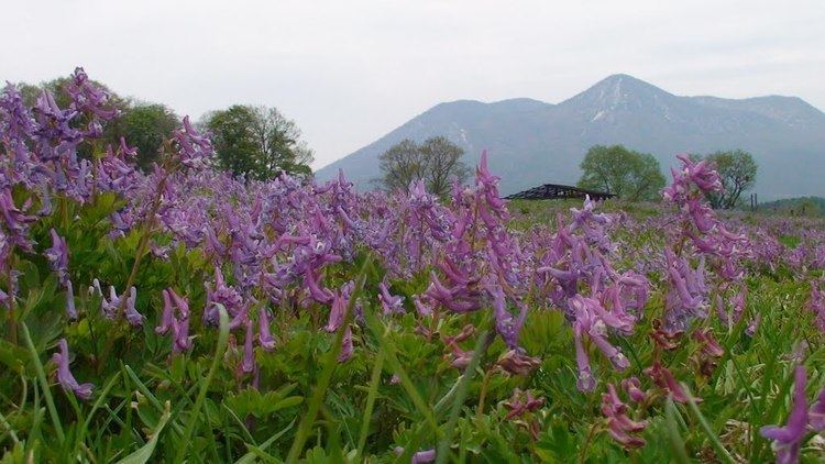 Corydalis ambigua Panoramio Photo of Spring Ephemerals 2 Corydalis ambigua