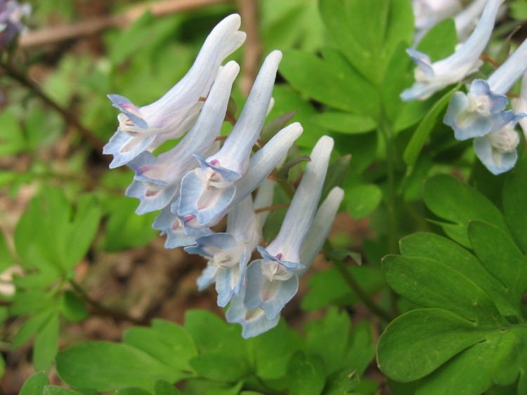 Corydalis ambigua Corydalis ambiguaJPG Wikipedia