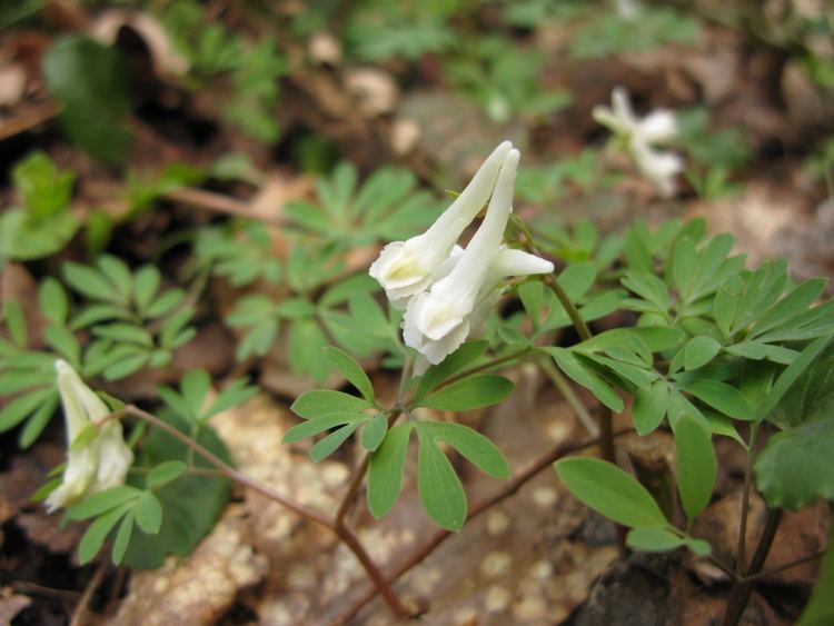 Corydalis ambigua FileCorydalis ambigua 1JPG Wikimedia Commons