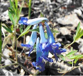 Corydalis ambigua Corydalis ambigua