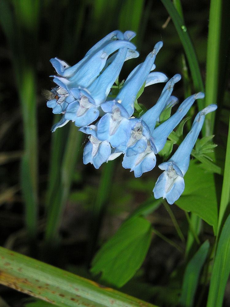 Corydalis ambigua Corydalis ambigua Papaveraceae Fumariaceae a photo on Flickriver