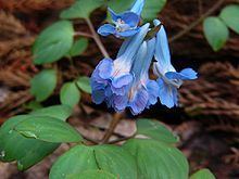 Corydalis ambigua httpsuploadwikimediaorgwikipediacommonsthu