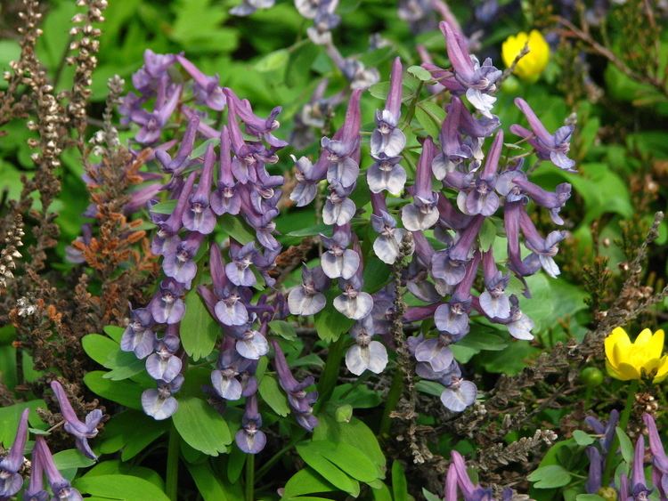 Corydalis 1000 images about Corydalis on Pinterest Herons Dutch and The plant