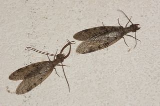 Corydalus Corydalus cornutus Eastern Dobsonfly Discover Life mobile