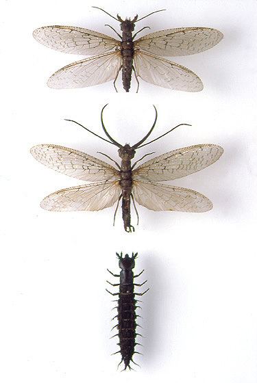 Corydalus godofinsectscom Eastern Dobsonfly Corydalus cornutus
