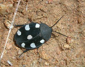 Corydiidae httpsuploadwikimediaorgwikipediacommonsthu