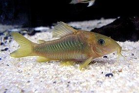 Corydoras Corydoras Wikipedia