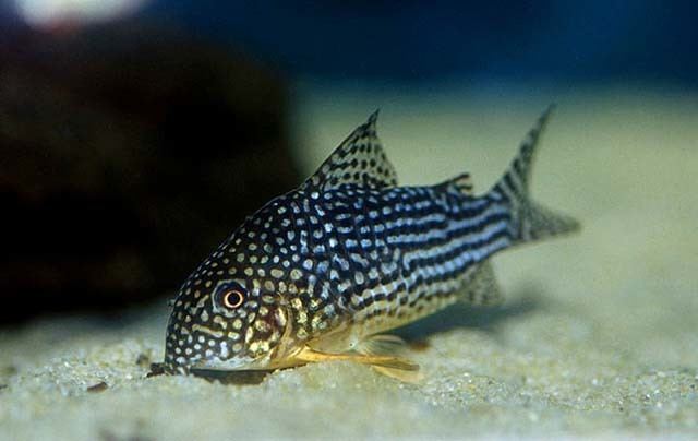 Corydoras Corydoras sterbai Sterba39s Cory Seriously Fish