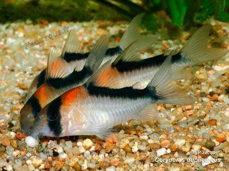 Corydoras Tropical Tropical fish and Fish on Pinterest