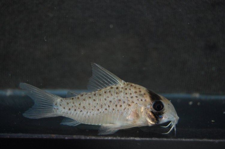 Corydoras atropersonatus wwwseriouslyfishcomwpcontentuploads201212C