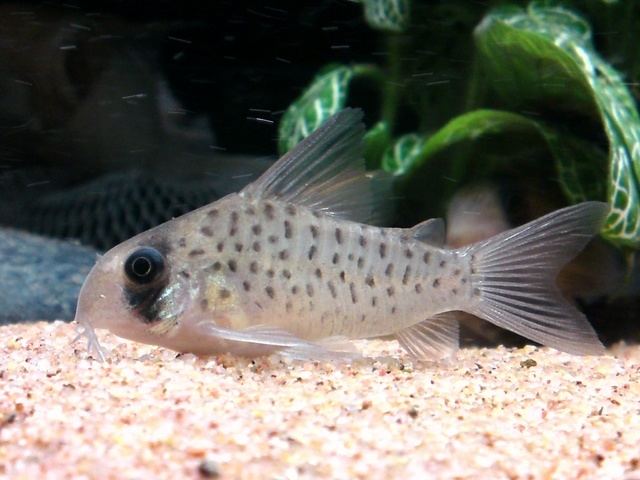 Corydoras atropersonatus Fairies on Pinterest