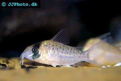 Corydoras atropersonatus Fairy cory Corydoras atropersonatus