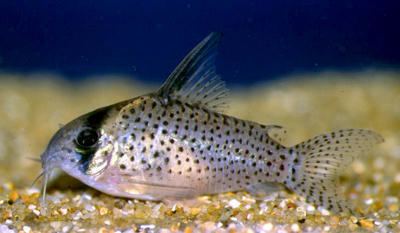 Corydoras atropersonatus Corydoras atropersonatus or kanei PlanetCatfishcom