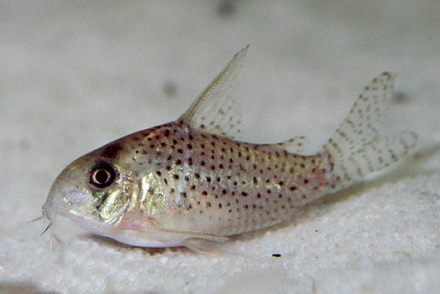 Corydoras atropersonatus Aquarium Small Fishes Fairy cory Corydoras atropersonatus