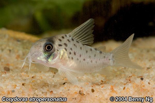 Corydoras atropersonatus Corydoras atropersonatus AquaticQuotientcom Photo Gallery